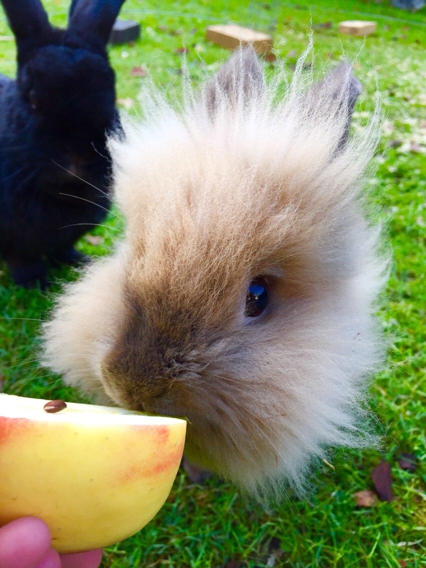 Kanin Molly - Nysgerrig, og altid den første til at undersøge billede 4