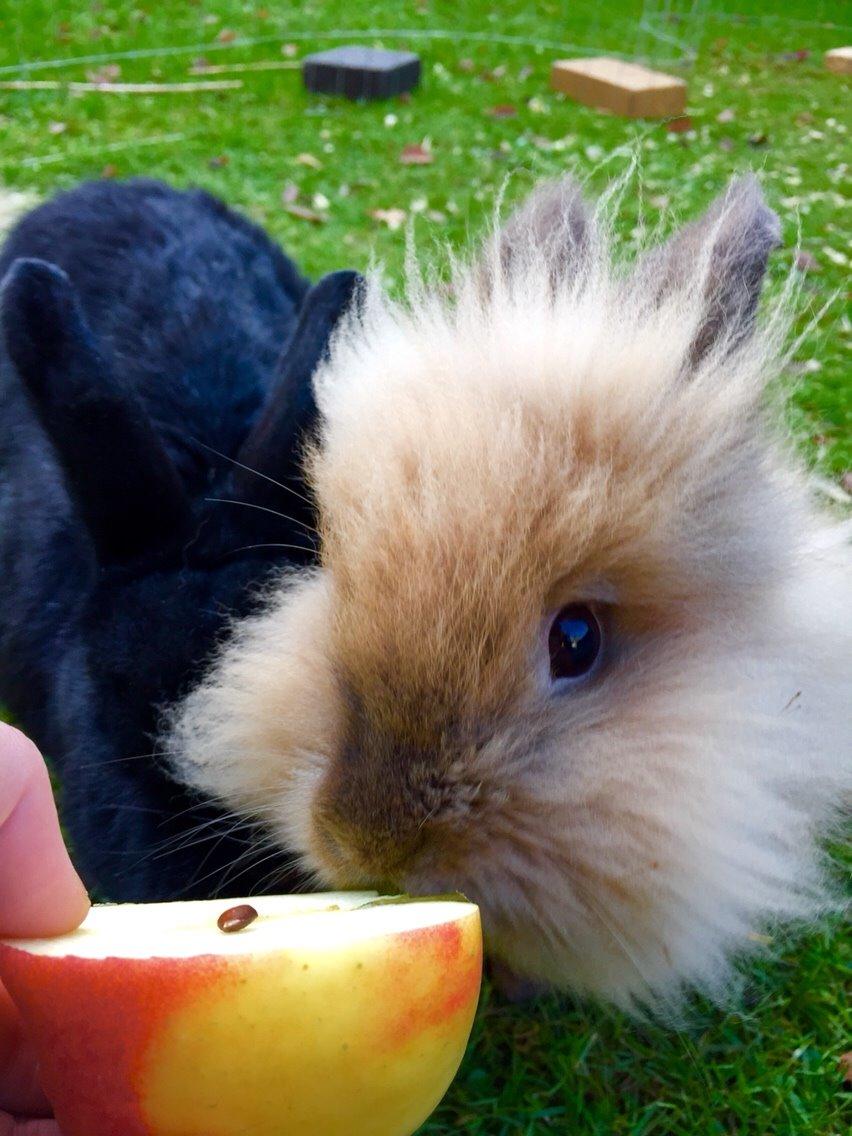 Kanin Molly billede 7