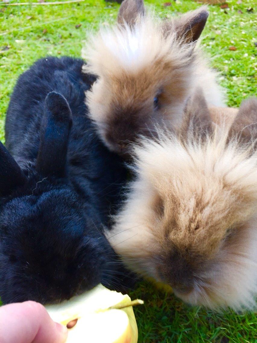 Kanin Molly - Deler lige et æble med Max billede 8