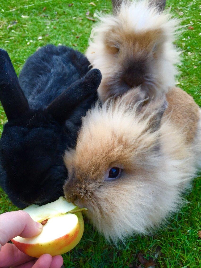 Kanin Molly billede 9