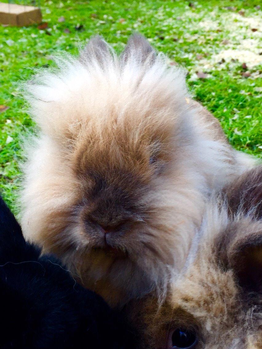 Kanin Molly - Lukker lige øjnene for en stund :) billede 2