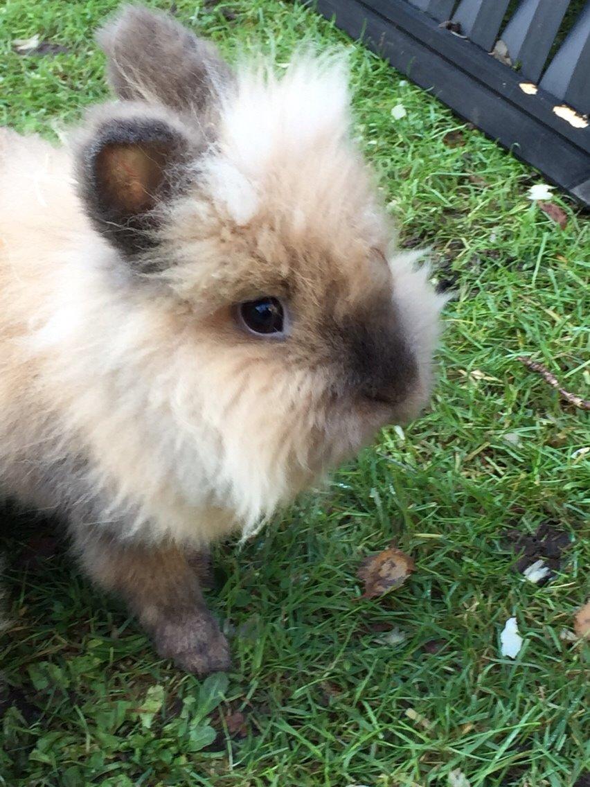 Kanin Molly billede 10