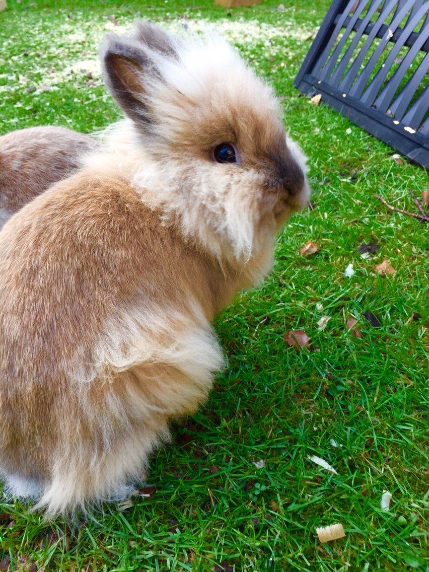 Kanin Molly billede 5
