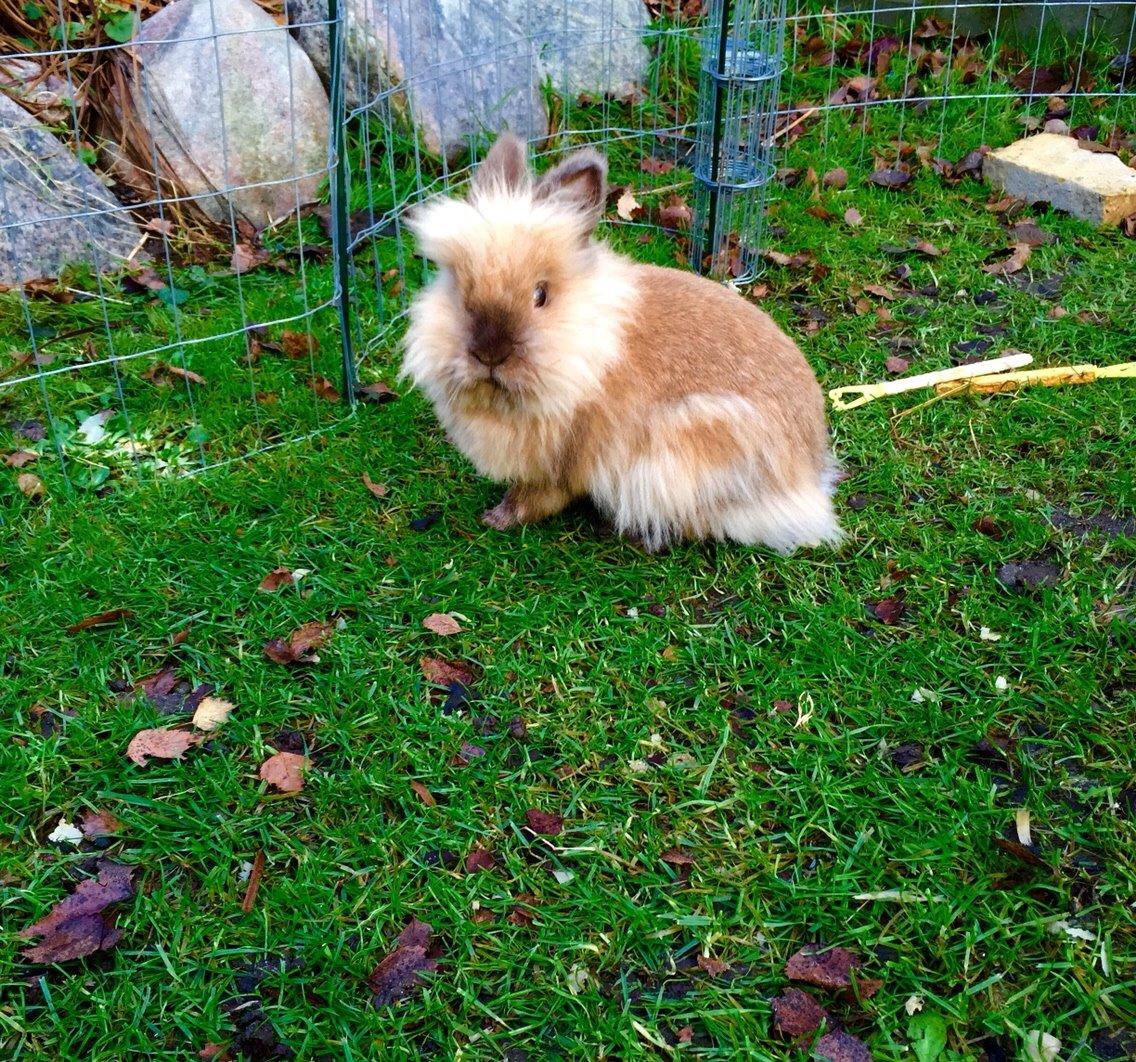 Kanin Molly billede 11