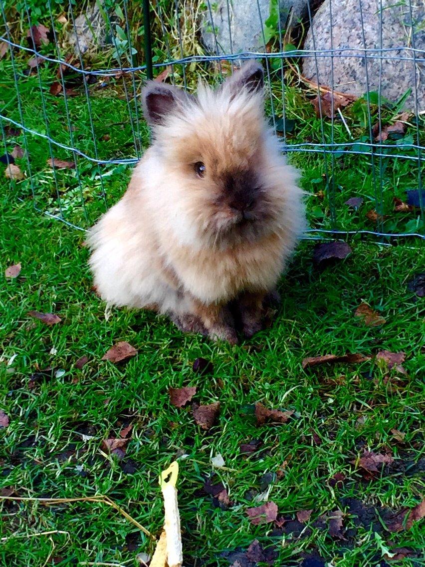 Kanin Molly billede 12