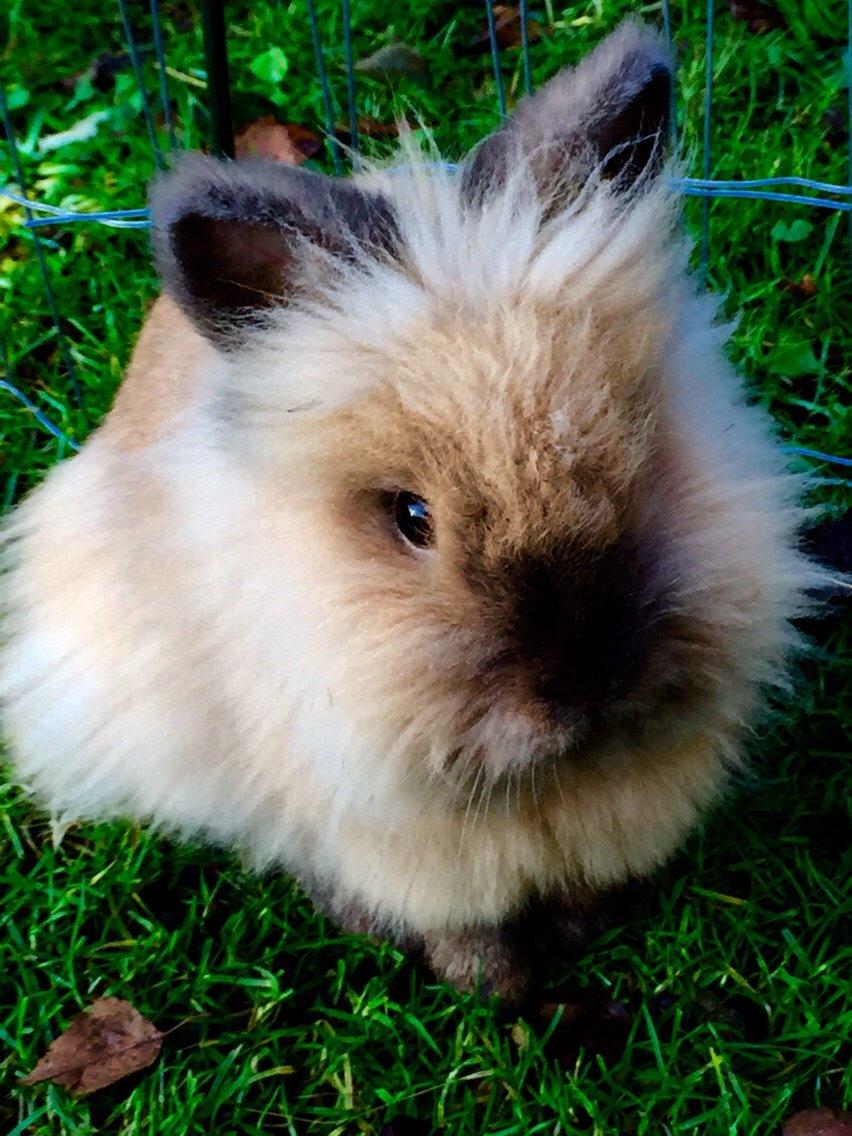 Kanin Molly billede 13