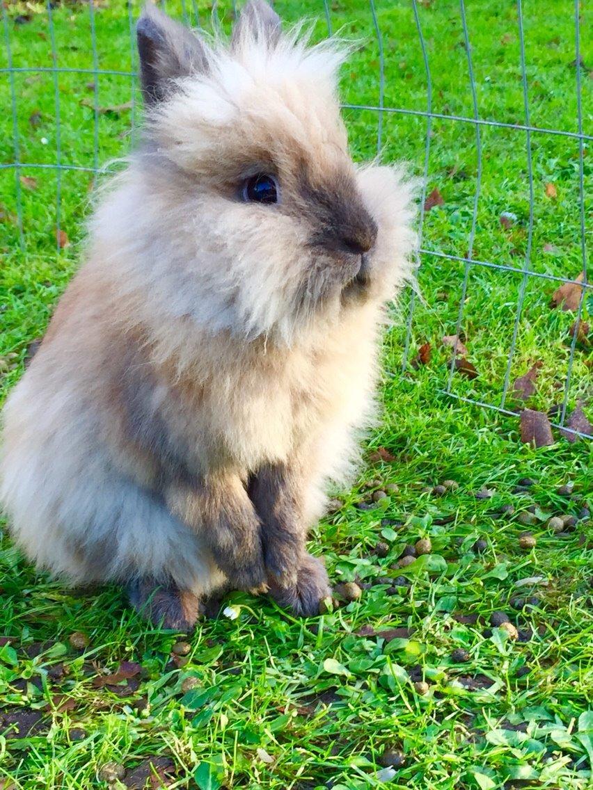 Kanin Molly billede 15