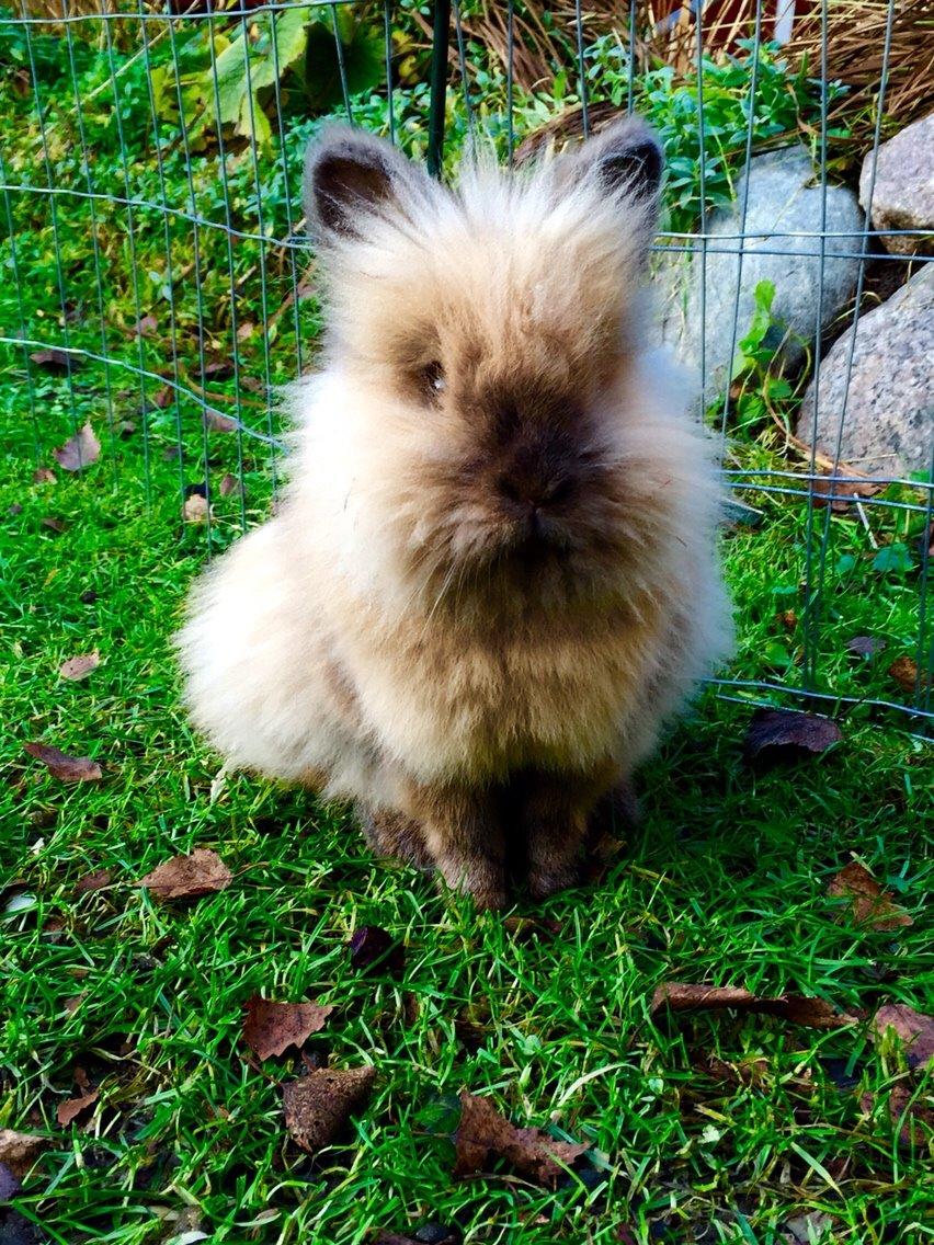 Kanin Molly billede 14