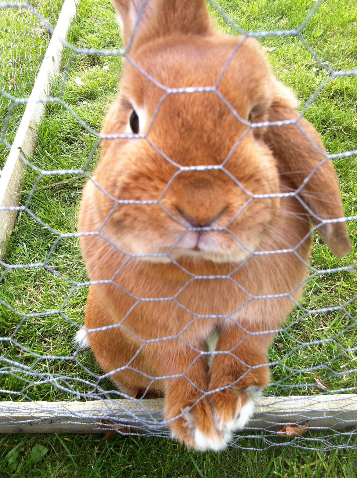 Kanin Maja billede 1