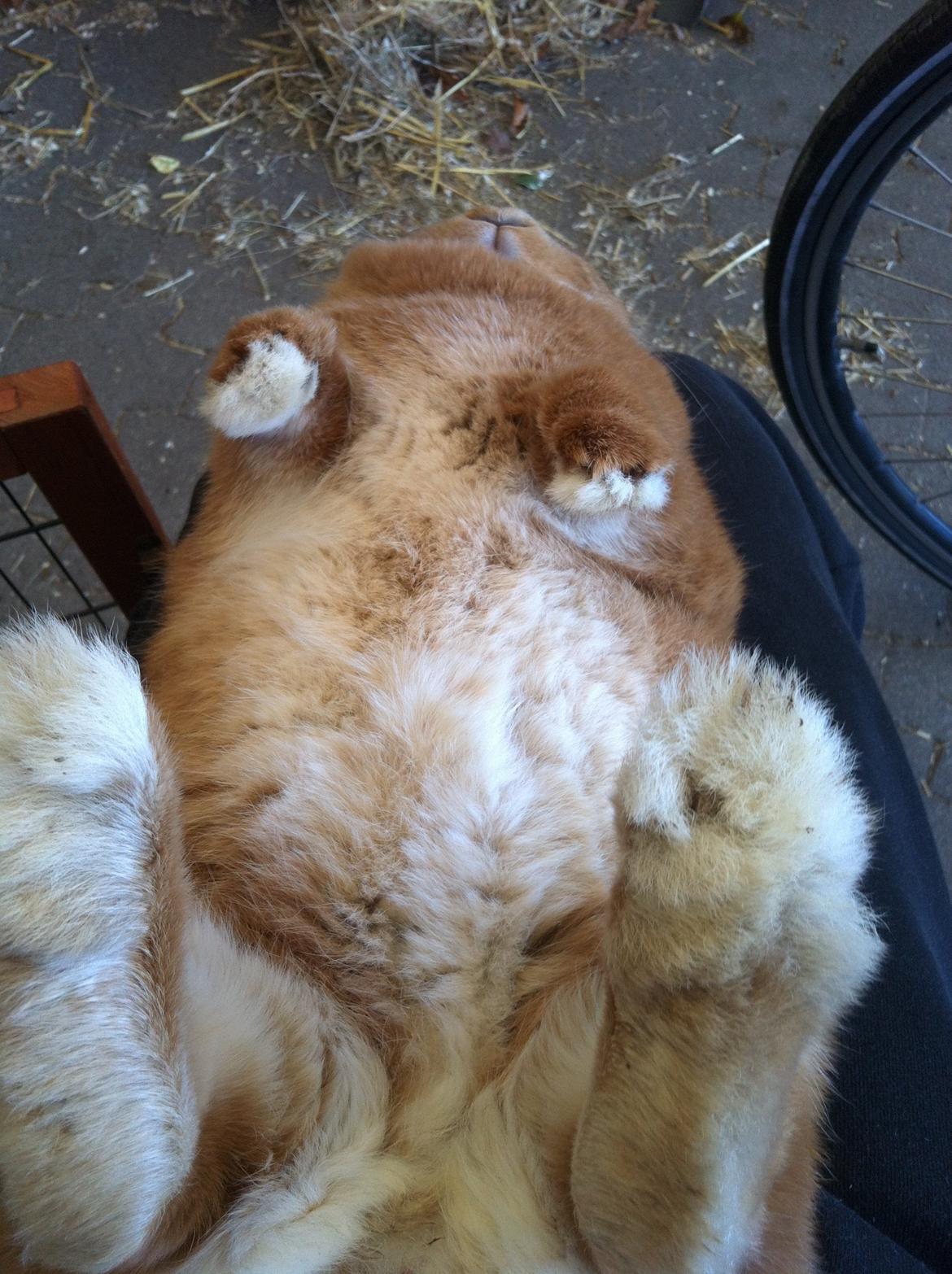 Kanin Maja billede 2