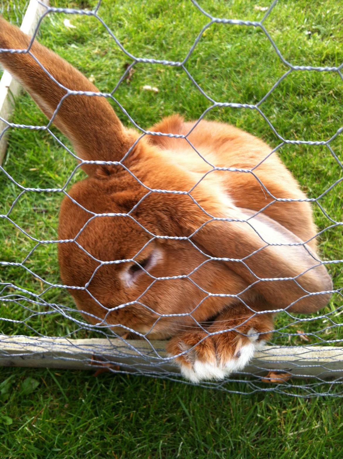 Kanin Maja billede 3