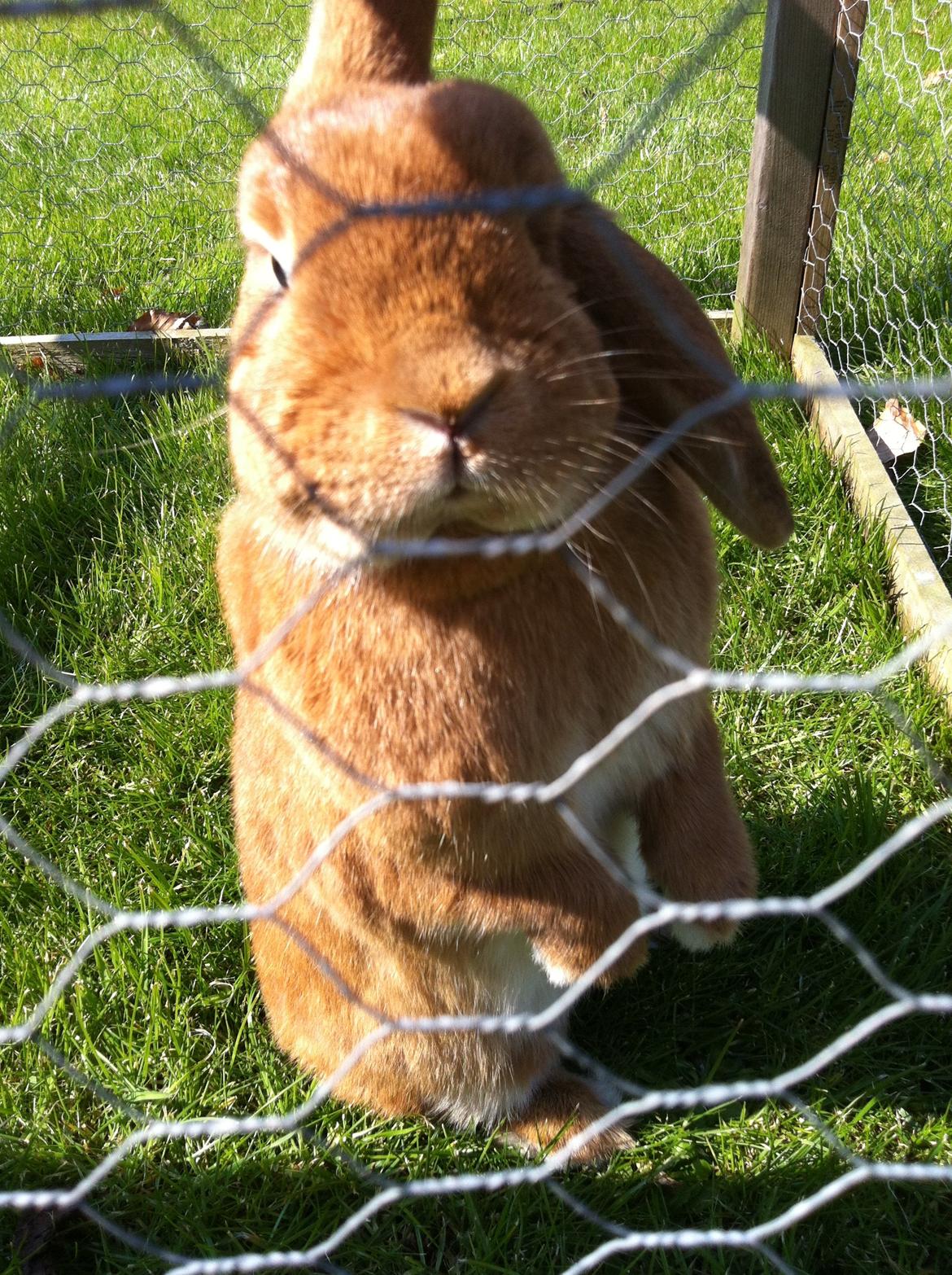 Kanin Maja billede 4