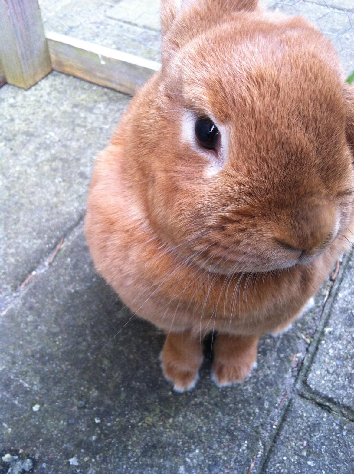 Kanin Maja billede 5