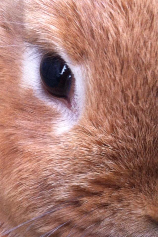 Kanin Maja billede 6