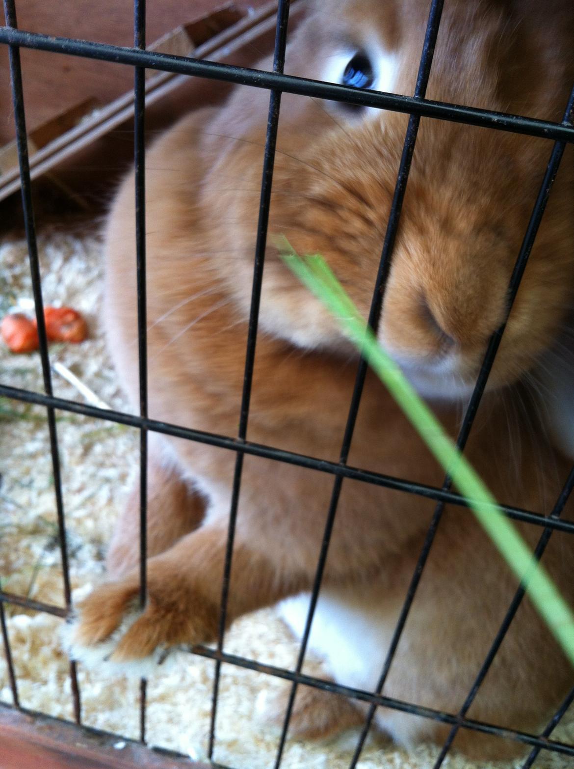 Kanin Maja billede 7