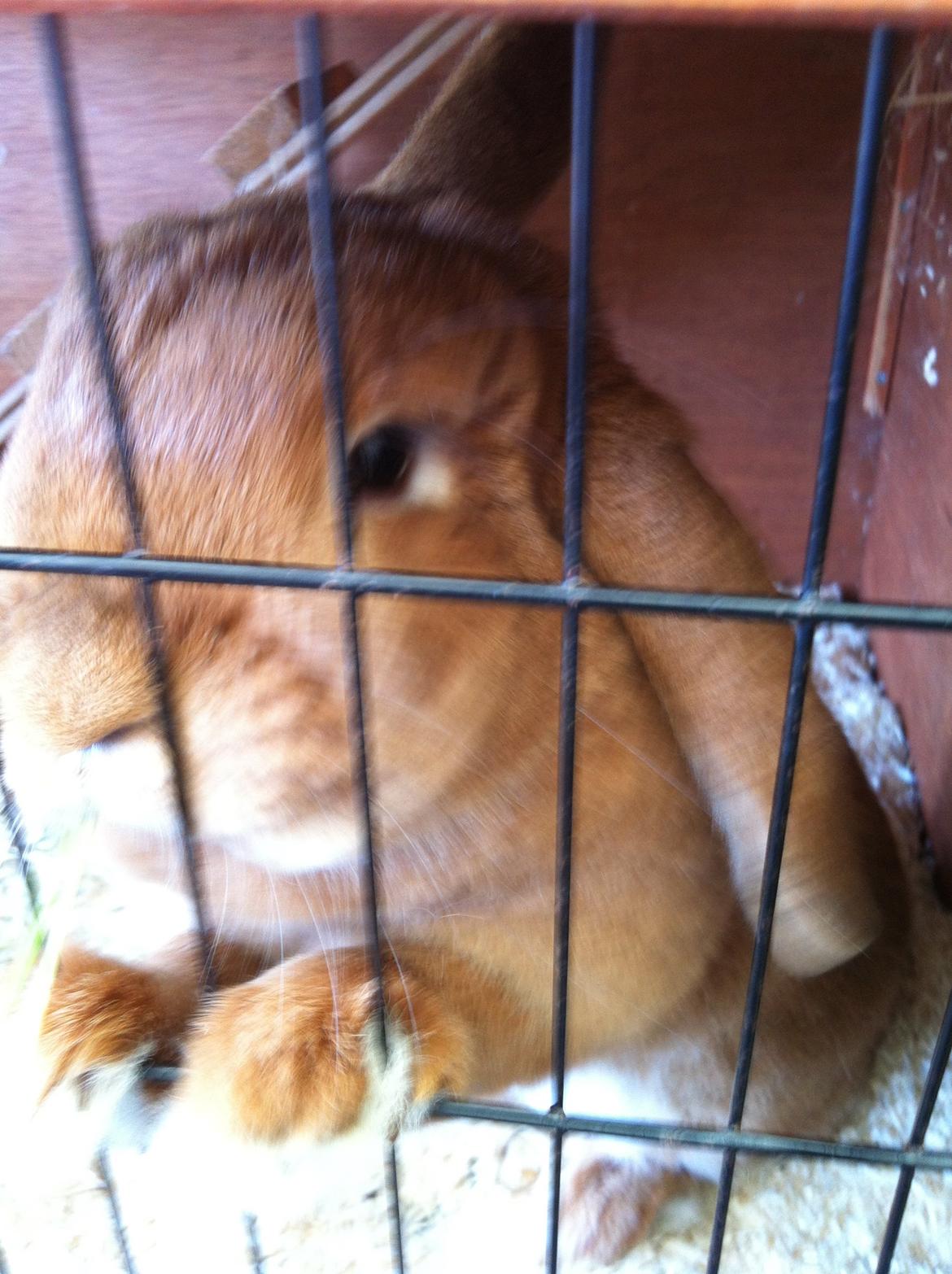 Kanin Maja billede 8