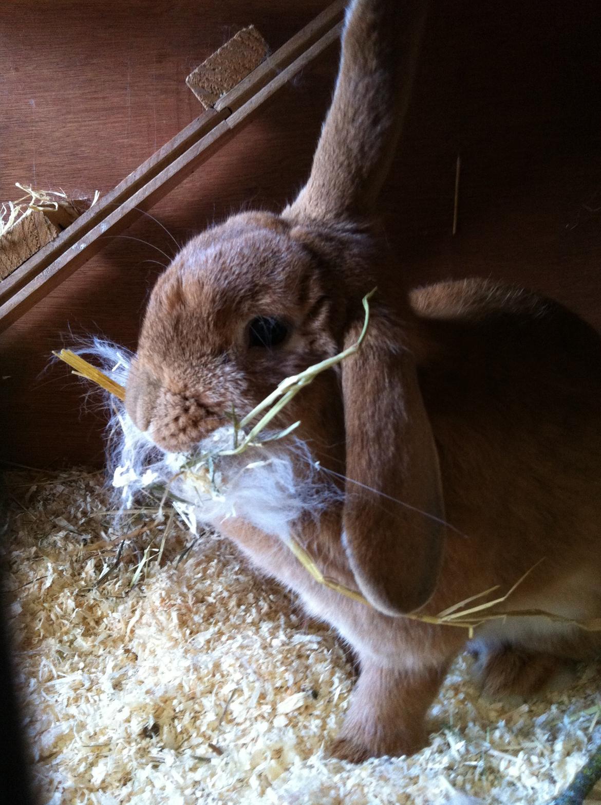 Kanin Maja billede 9