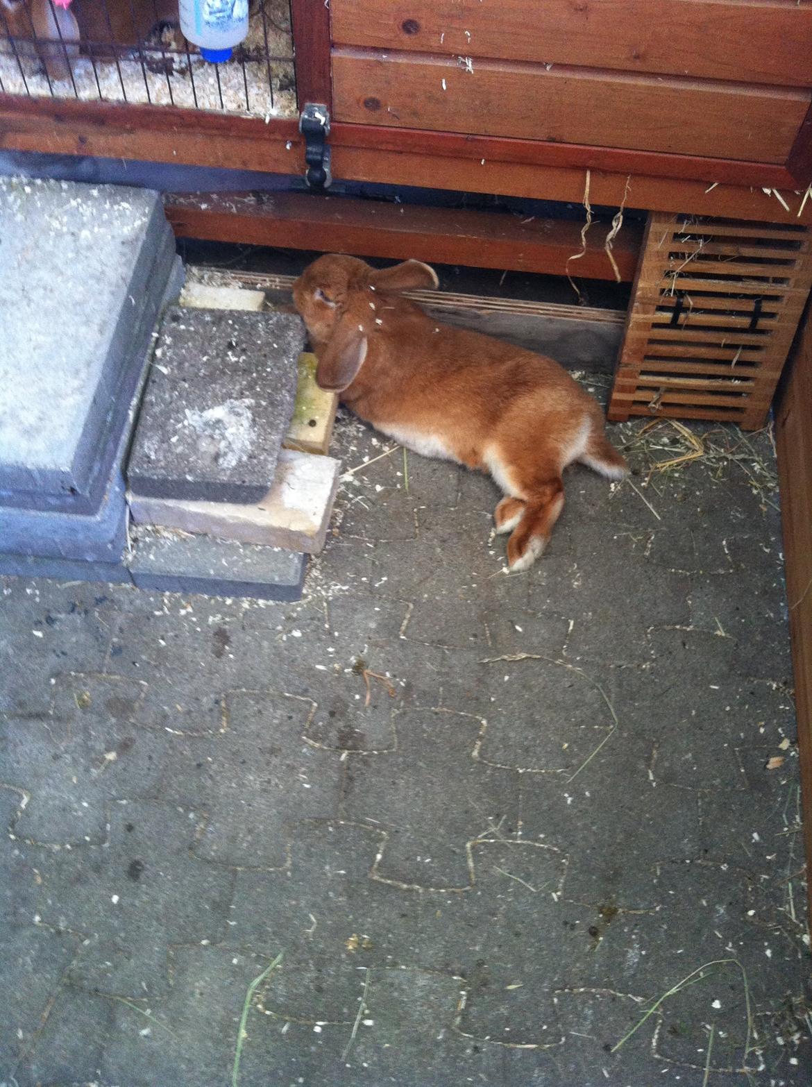 Kanin Maja billede 10