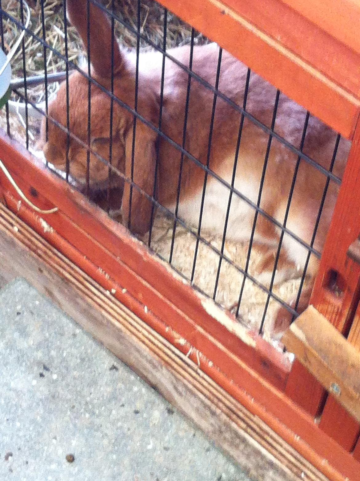 Kanin Maja billede 11