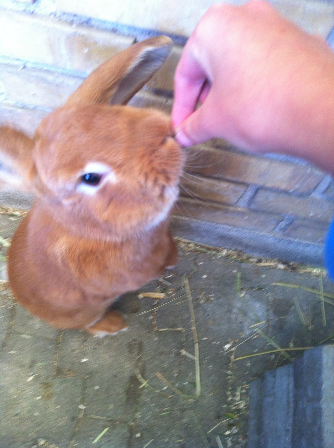 Kanin Maja billede 12