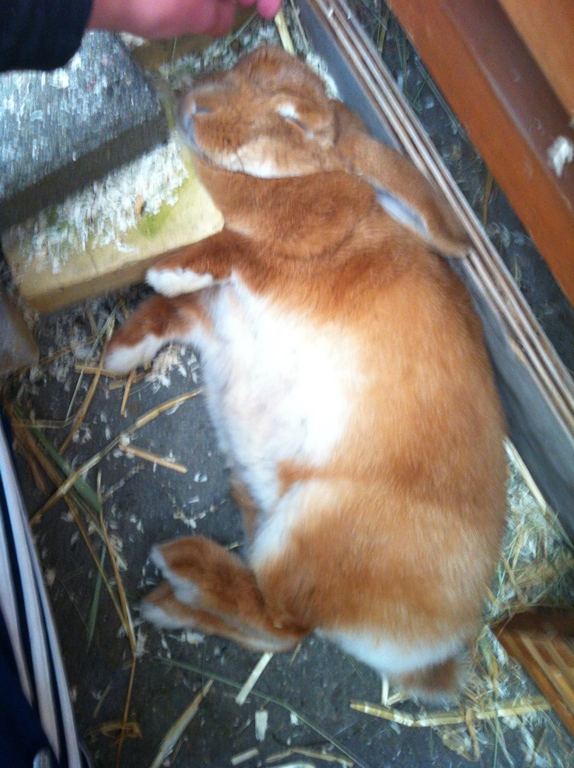 Kanin Maja billede 13