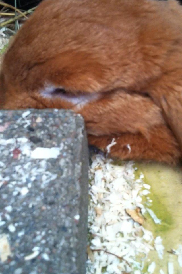 Kanin Maja billede 14