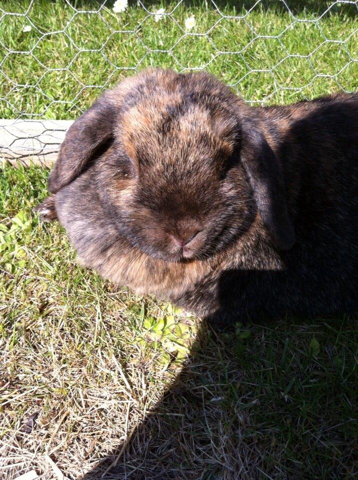 Kanin Blacky billede 1