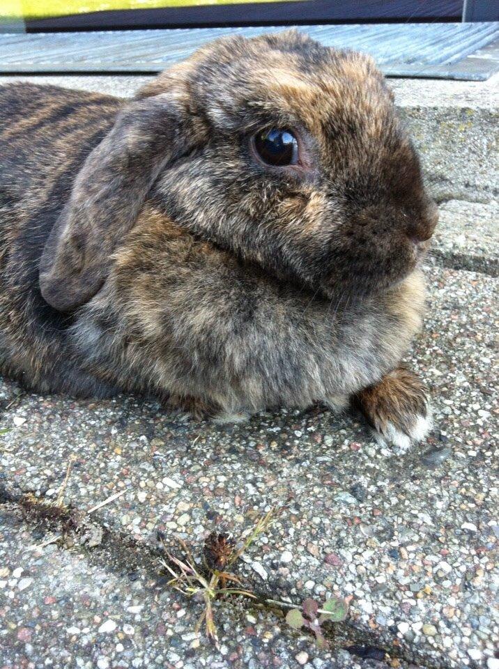 Kanin Blacky billede 2