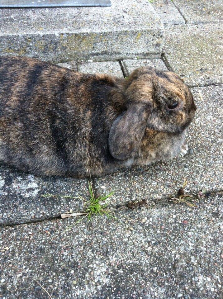 Kanin Blacky billede 3