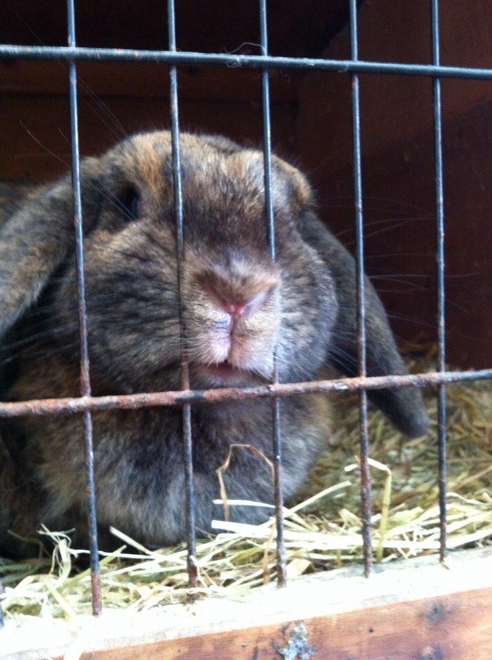 Kanin Blacky billede 4