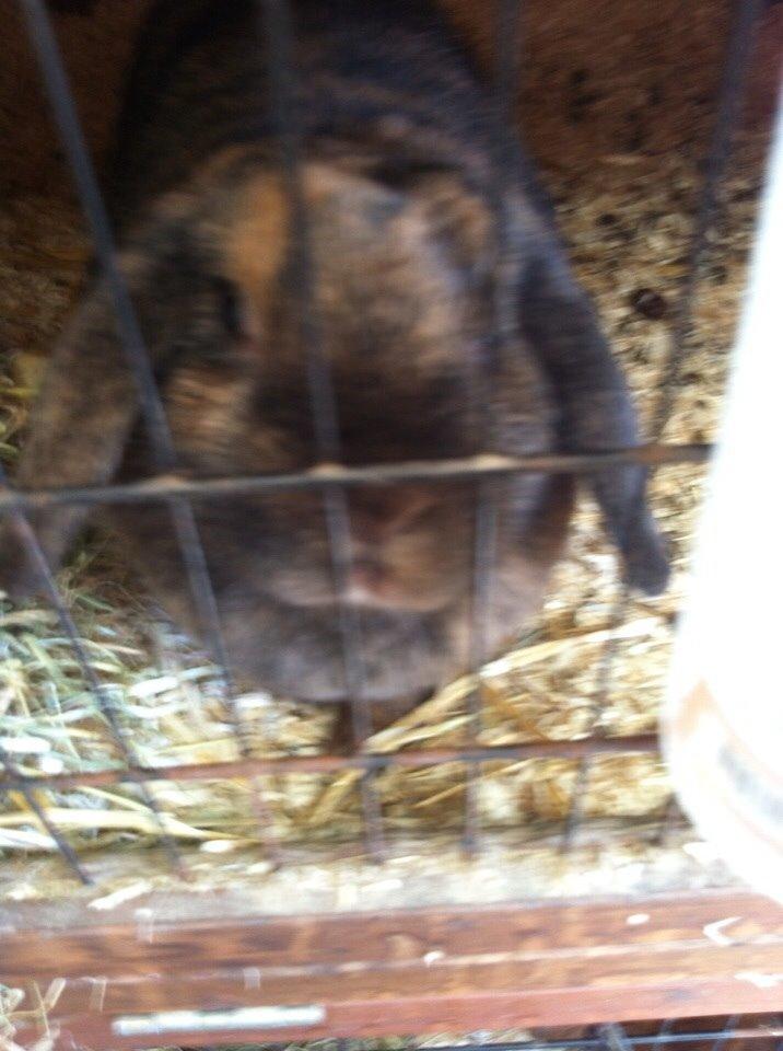 Kanin Blacky billede 5