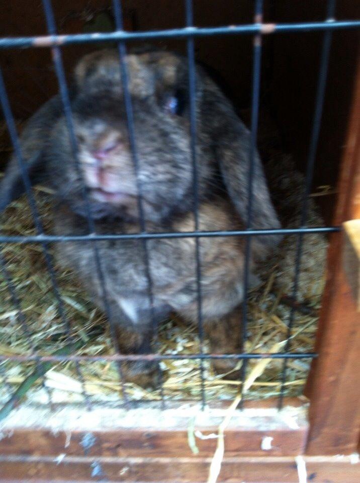 Kanin Blacky billede 6