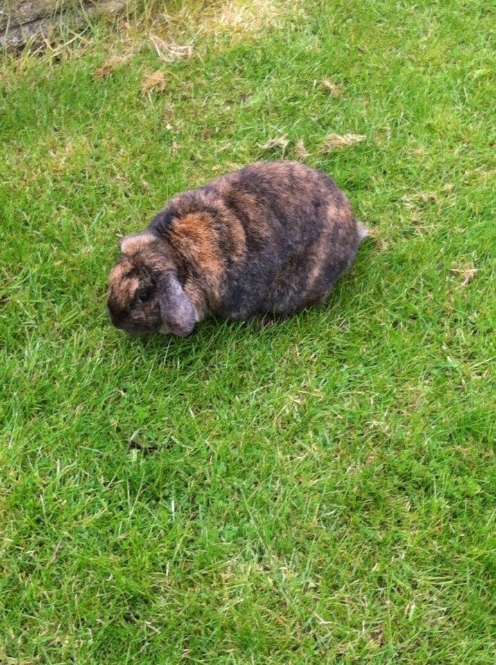 Kanin Blacky billede 7