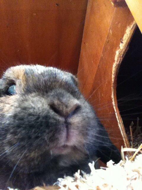 Kanin Blacky billede 8