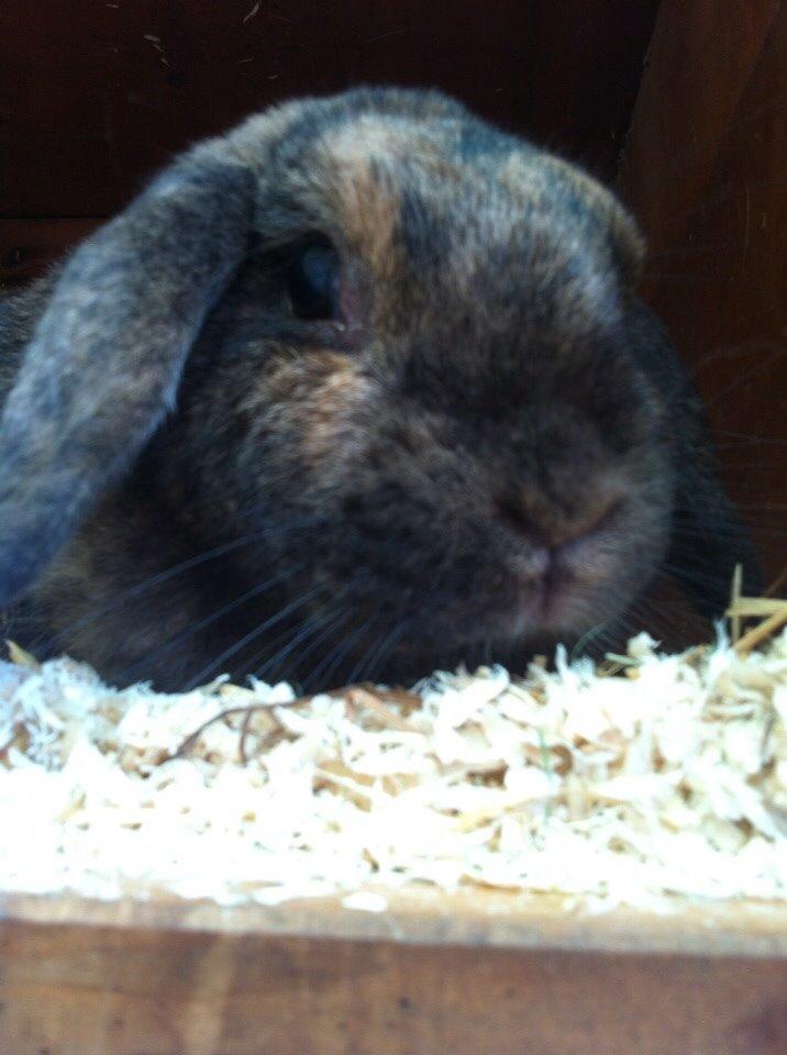 Kanin Blacky billede 11
