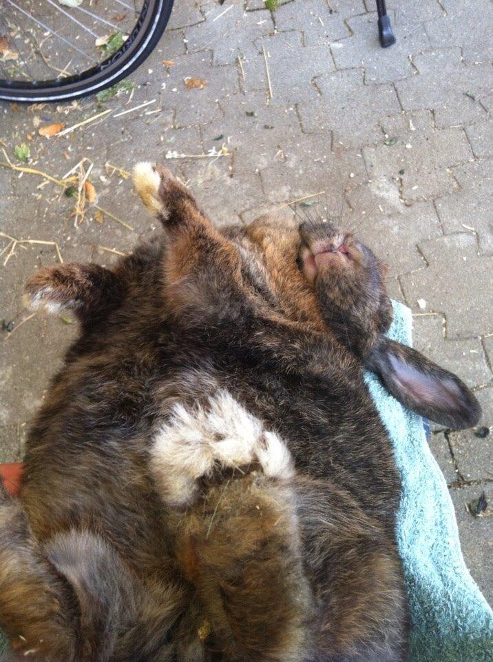 Kanin Blacky billede 12