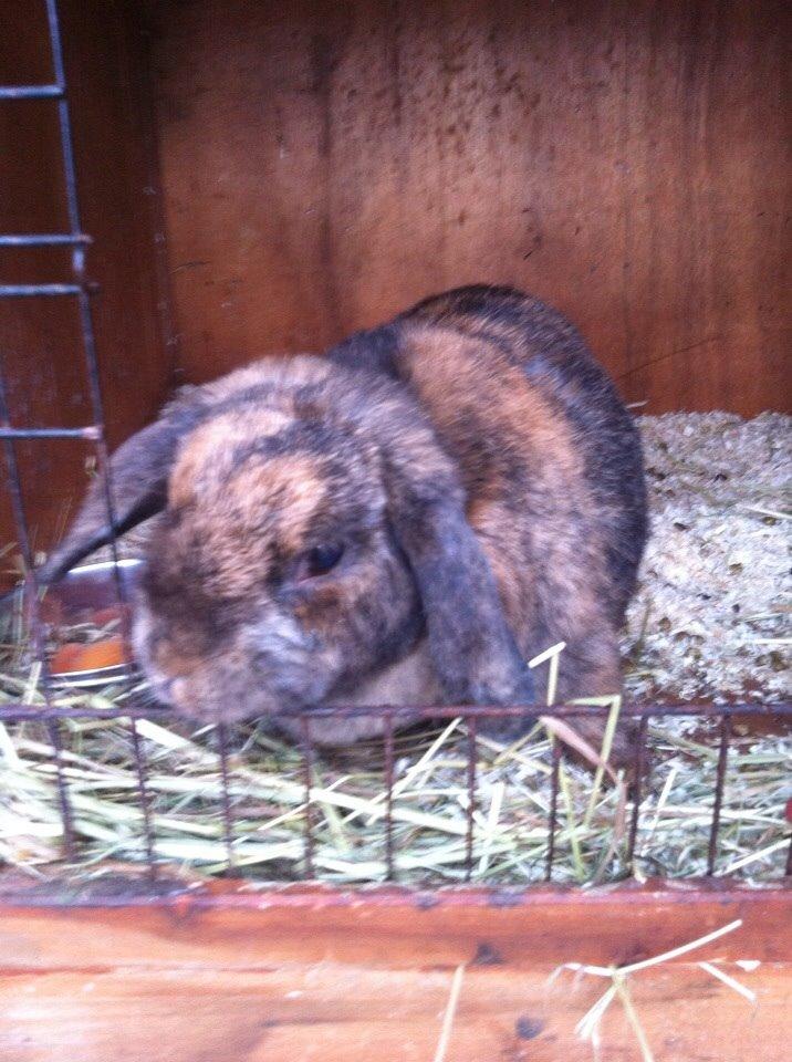 Kanin Blacky billede 13