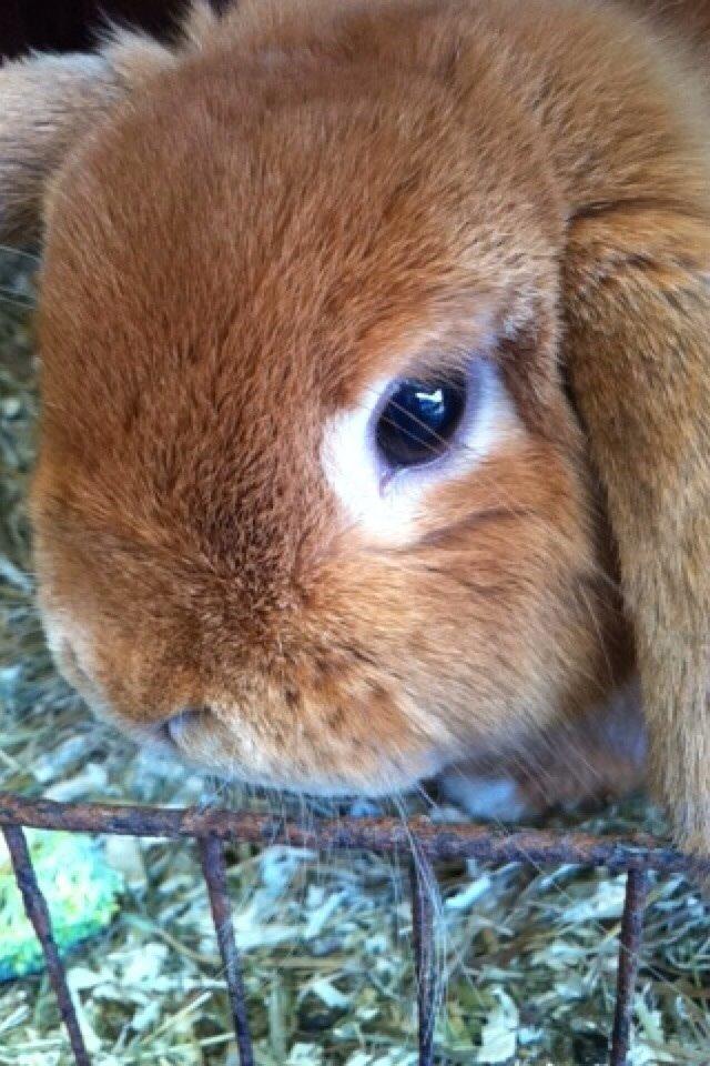 Kanin Frederik billede 1