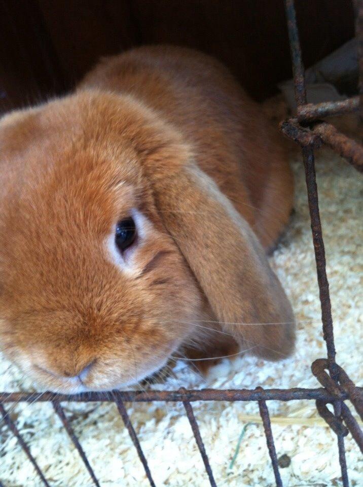 Kanin Frederik billede 2