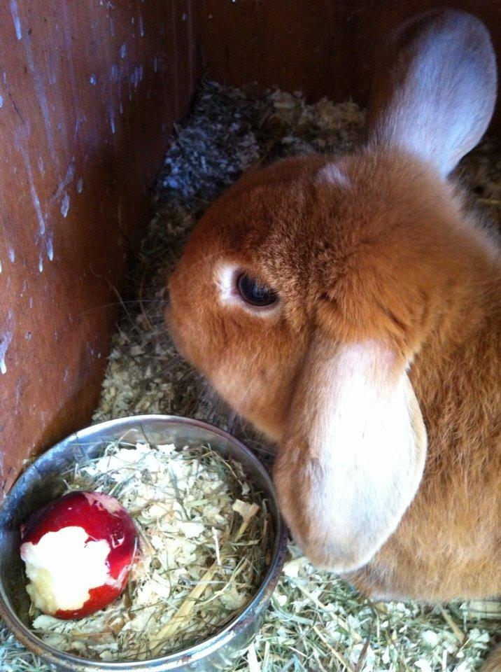 Kanin Frederik billede 3