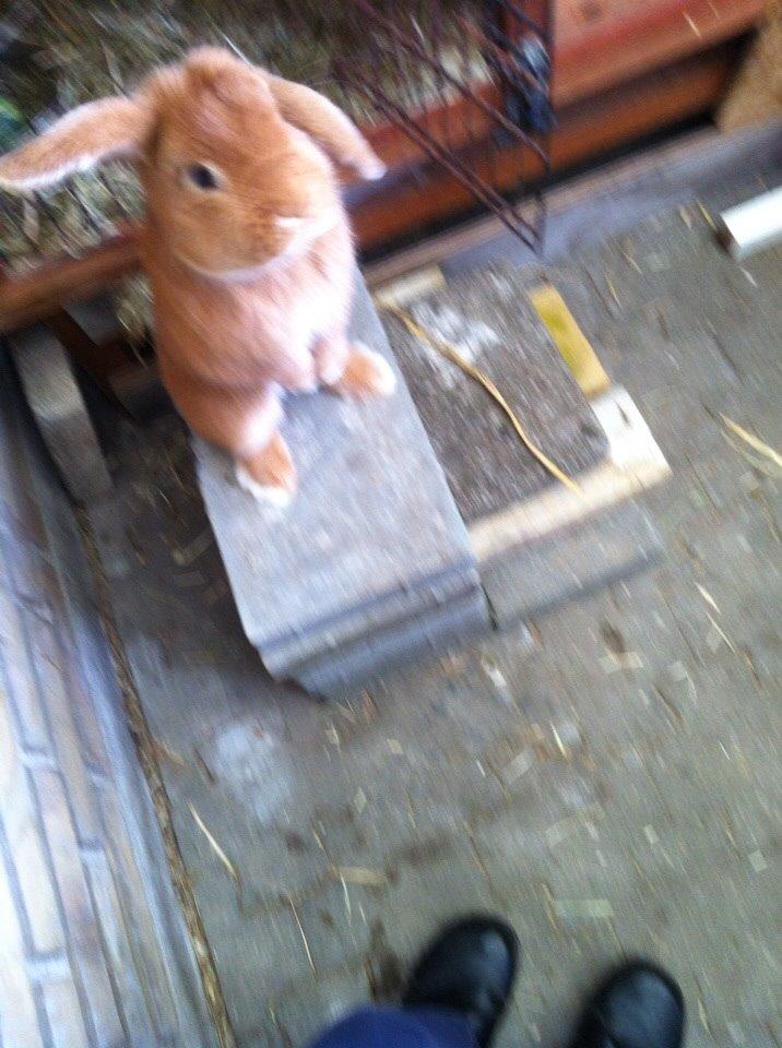 Kanin Frederik billede 4