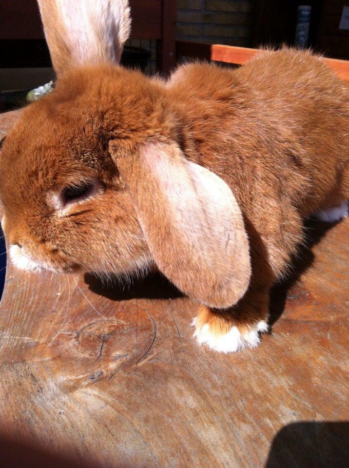 Kanin Frederik billede 5