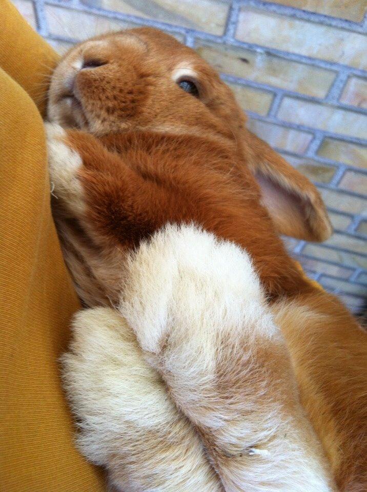 Kanin Frederik billede 7