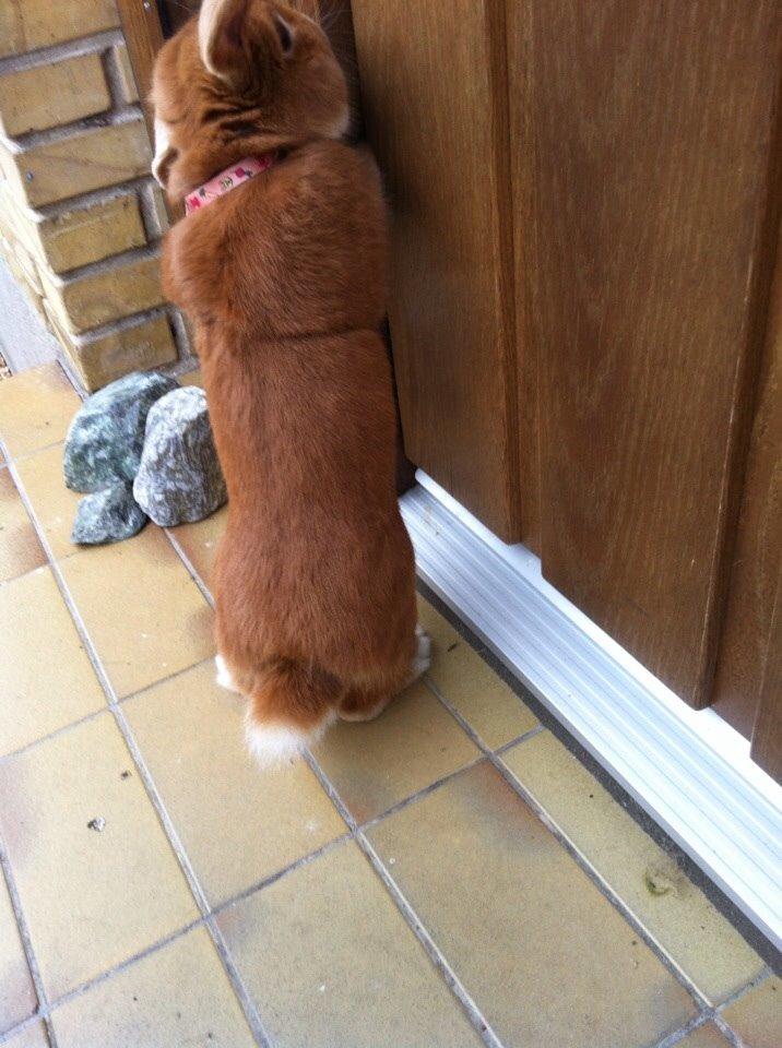 Kanin Frederik billede 8