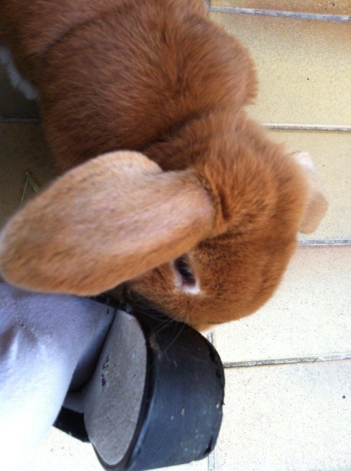 Kanin Frederik billede 9