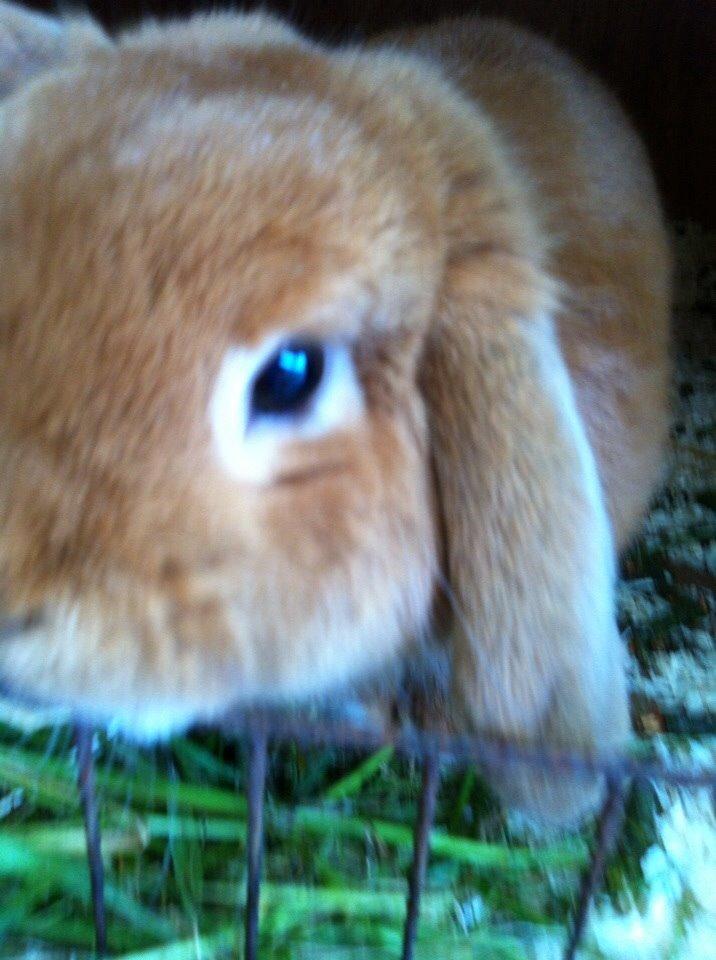 Kanin Frederik billede 10