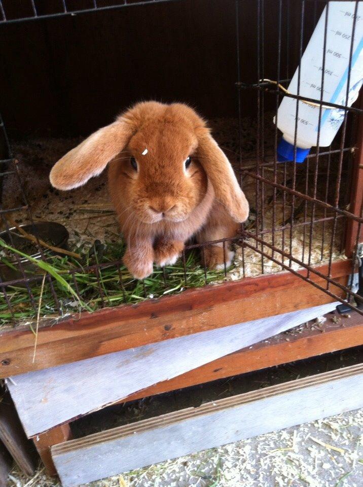 Kanin Frederik billede 11