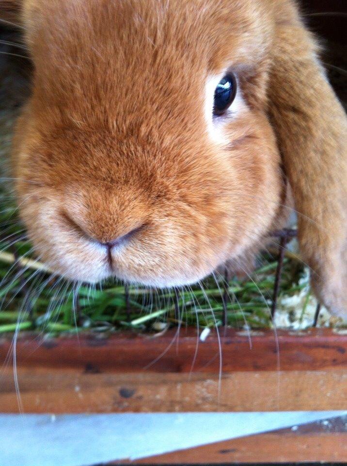 Kanin Frederik billede 12