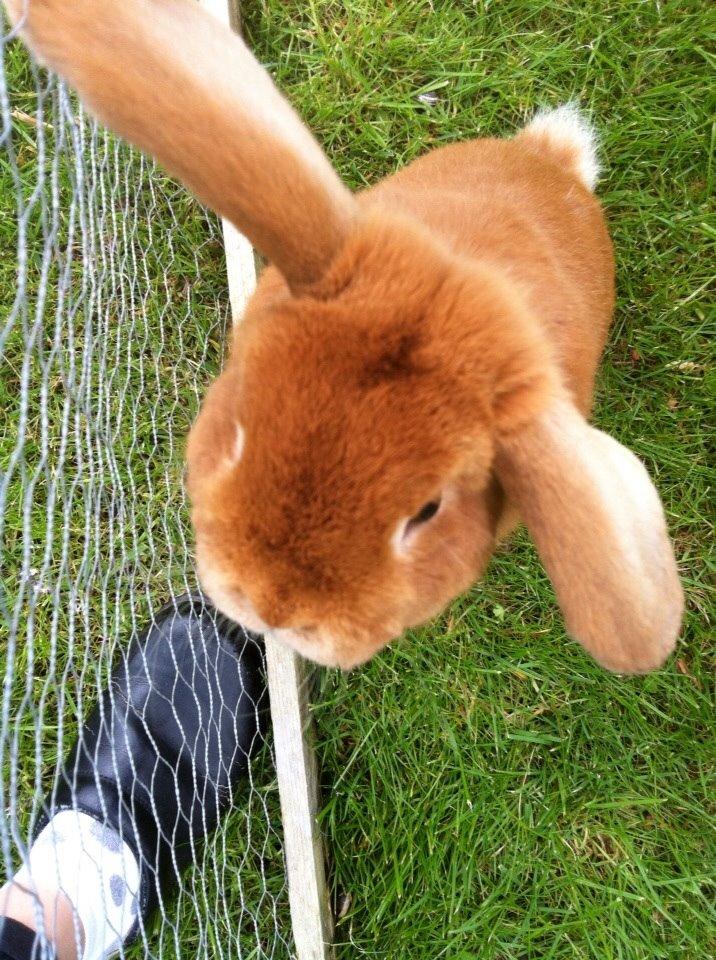 Kanin Frederik billede 13