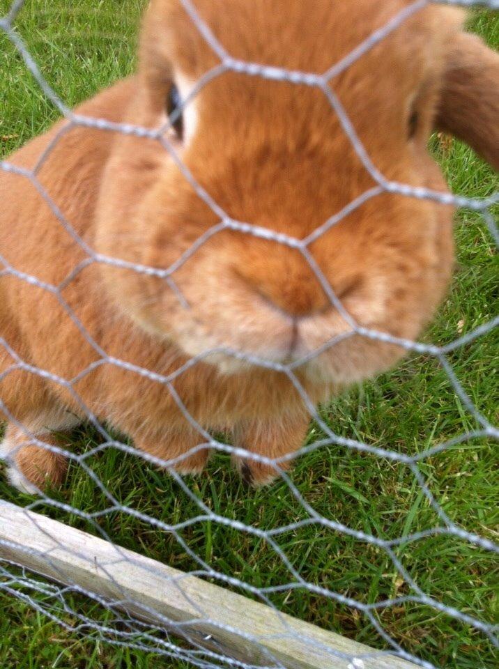 Kanin Frederik billede 14